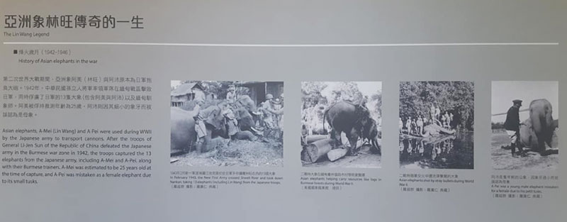 [민중의소리]  엄은희의 내가 만난 동남아_7 – 버마에서 태어나 대만에서 숨진 아시아 코끼리, 린왕