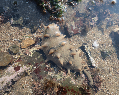 [Figure 1: Apostichopus japonicus (credit: author)]